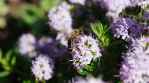 DSC02689.JPG (3.91 MiB) 58061 mal betrachtet wichtigste Mitarbeiterin