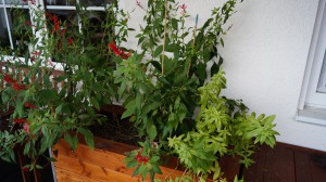 DSC02530.JPG (6.41 MiB) 59479 mal betrachtet Hochbeet in der Totalen