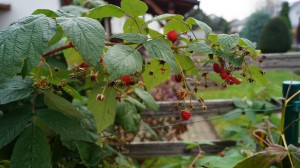 DSC02535.JPG (4.75 MiB) 57352 mal betrachtet Früchte in der Nahaufnahme